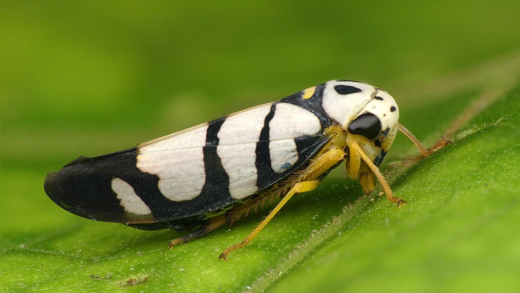 Leafhopper, Calliscarta acuta?