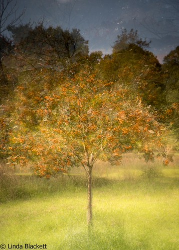 Thorpe Perrow arboretum, Yorkshire | by fernechino