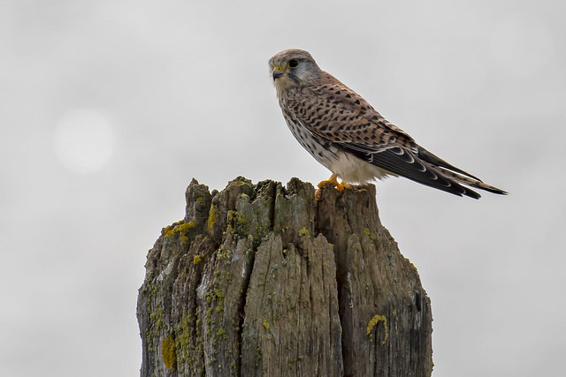 Torenvalk-Common Kestrel (Falco tinnunculus)