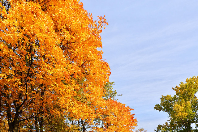 Golden autumn in the Ostankino park.