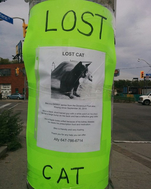 Lost cat Biko, call Ally 647-786-6714 #roronto #dovercourtvillage #dovercourtpark #catsofinstagram #lostcat #posters #dupontstreet #dufferinstreet