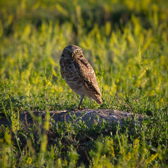Early Dawn Owl