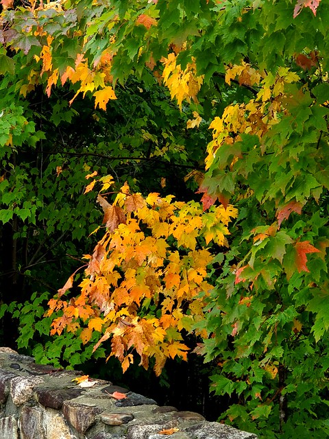 Autumn Leaves on the Kancamagus