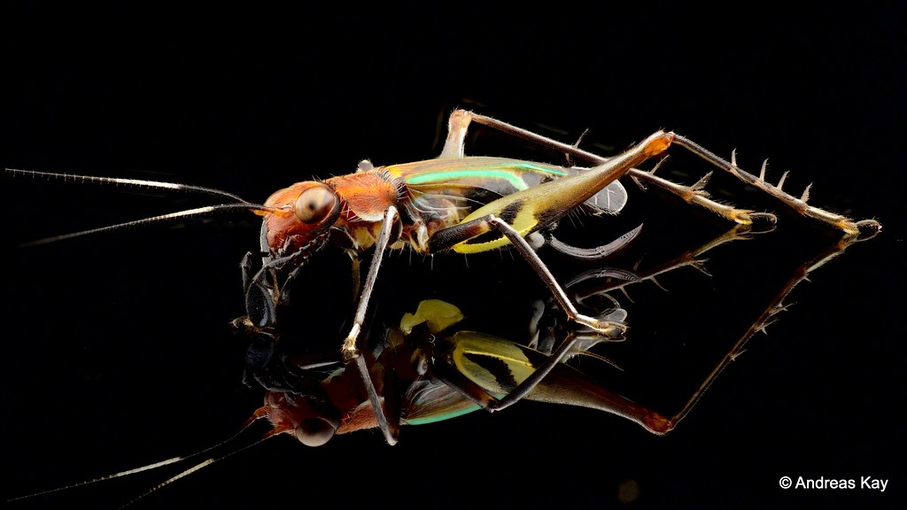 Cricket Phylloscirtus Sp From Ecuadora Flickr