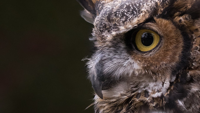 Great-horned Owl -  Bubo virginianus