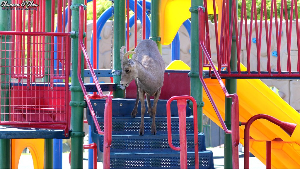 On the playground is where I spend most of my days