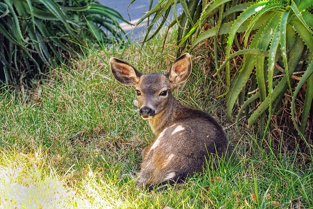 Black-tailed deer, Fort McDowell, Angel Island, San Francisco Bay