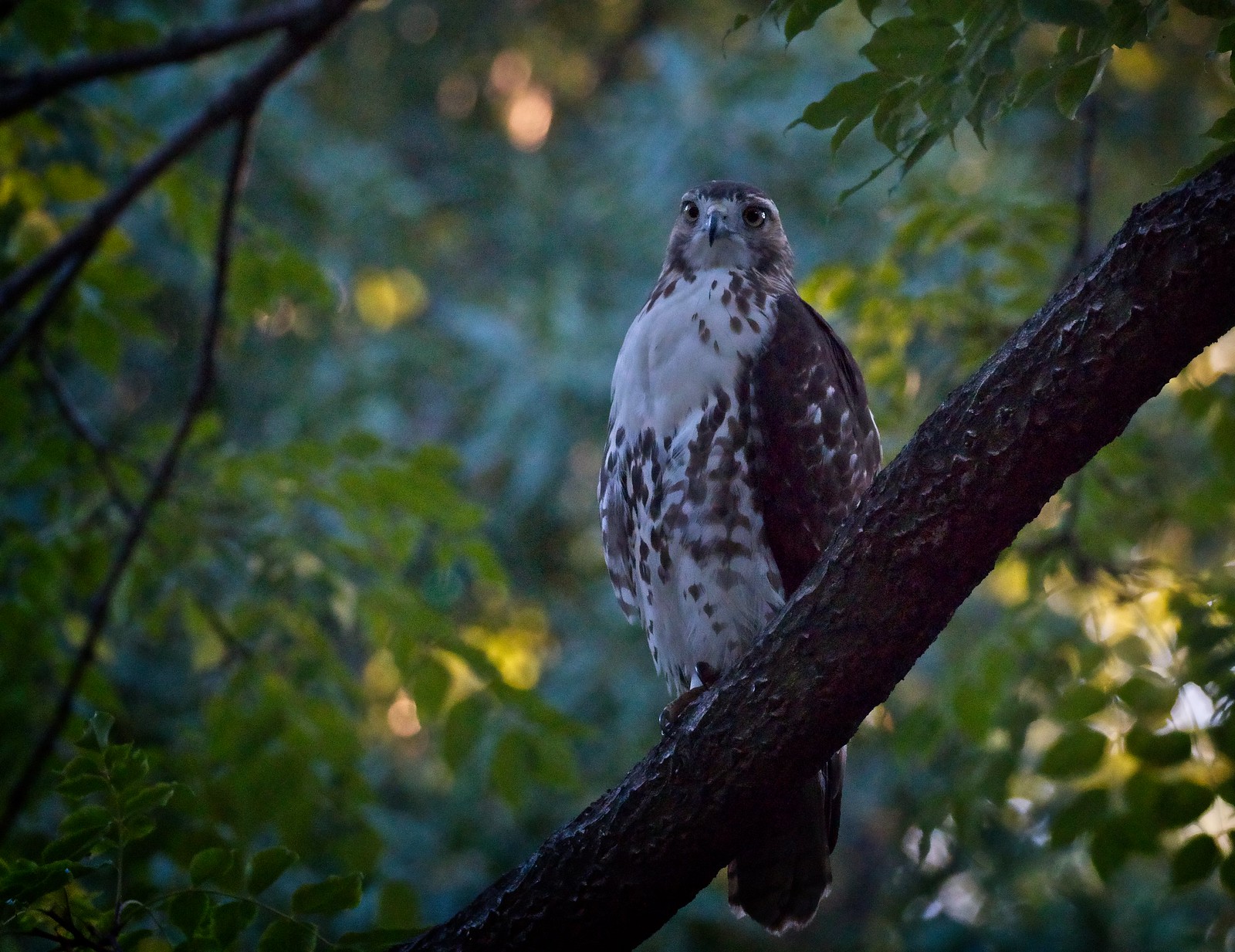 Immature red-tail in the Shakespeare Garden