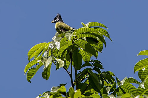 Thailand: Crested Finchbill