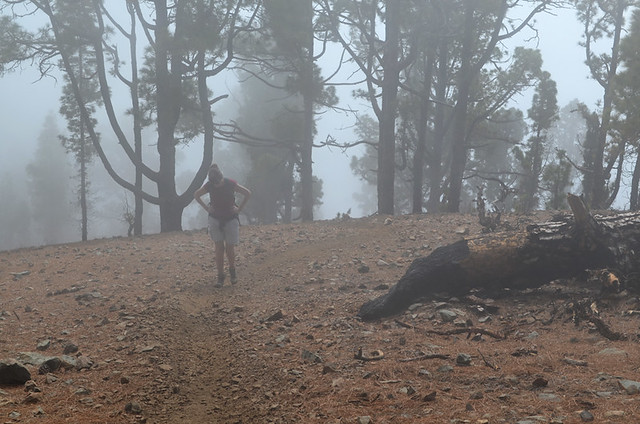 Where's the path, pine forest near Vilaflor, Tenerife