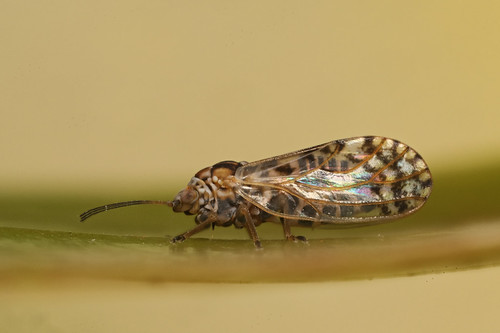Another elegant fly. And some bugs | Natural Newstead