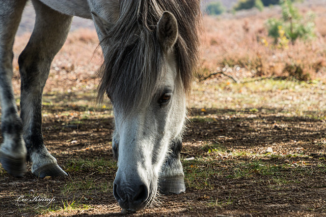 Icelandic Horse | IJslandse paard | Posbank