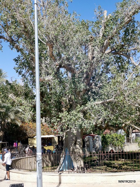 Zacchaeus' Tree