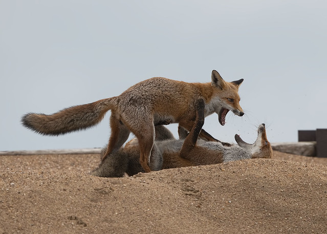 Fox (vulpes vulpes)