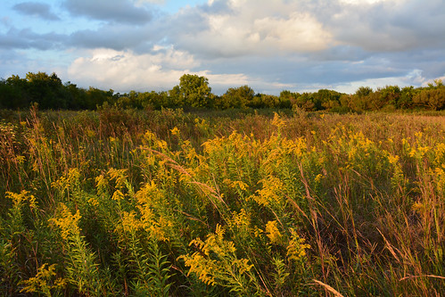 goldenrod tallgrass prairie landscape chisholmcreekpark wichita kansas