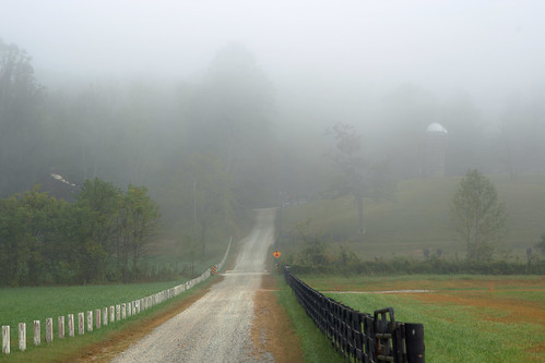 landscape scenic rural northcarolina summer fog mist nebel road trees silo cows