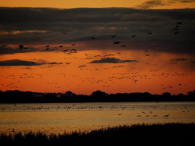 birds at sunrise III