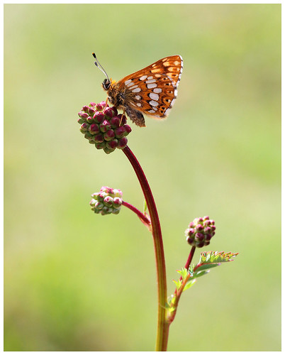 Duke of Burgundy | by Mark S Searle