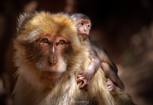 barbary macaque, Ouzoud. Morocco | by Gilles Cherriffa