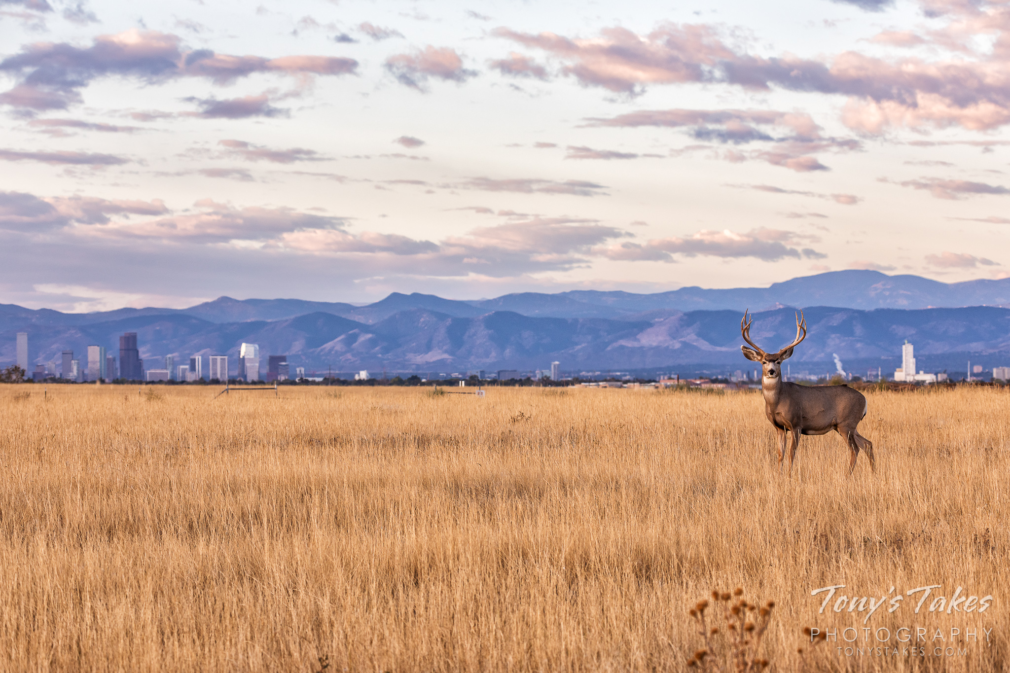 Mule deer buck and the Mile High City
