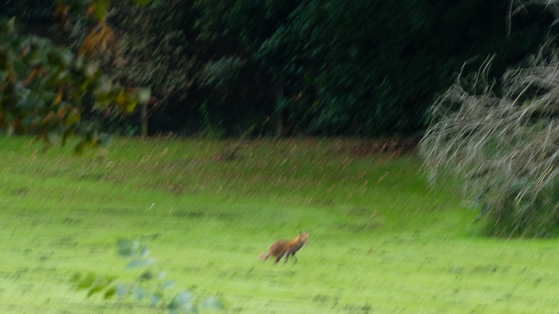 Playing fields fox
