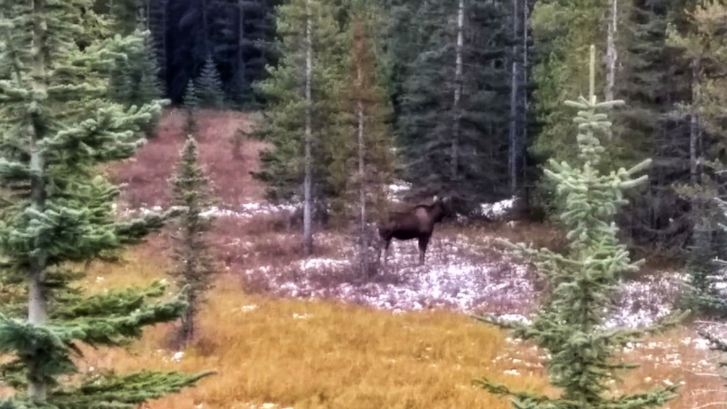 Another moose!