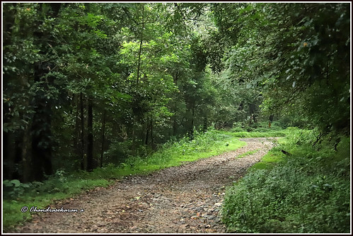 silentvalley unesco nationalpark silentvalleynationalpark kerala india nature westernghats sairandhri mukkali canoneos6dmarkii tamronef28300mm