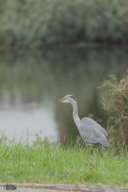A heron is absolutely one of my favourite bird, what about you ?