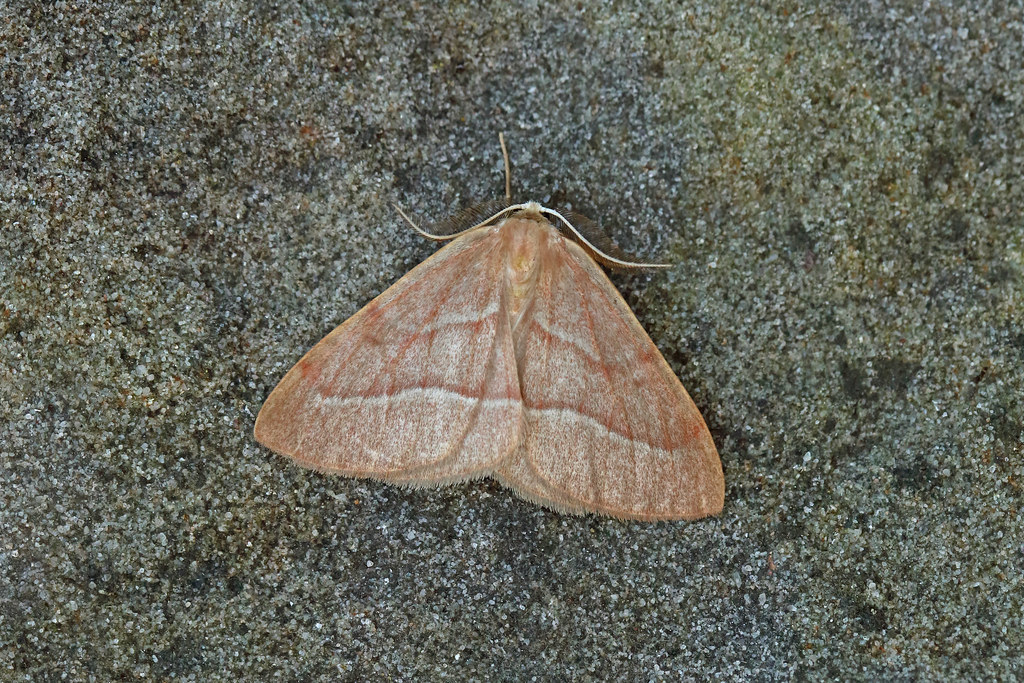 70.284 Barred Red (Hylaea fasciaria), Tentsmuir, Fife