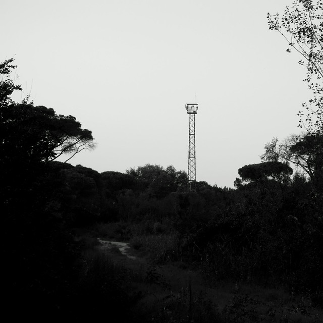 Torre d'osservazione nella pineta oscura. Watchtower in the dark pine forest. B&W