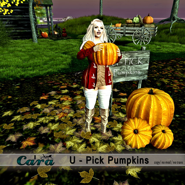 U-Pick Pumpkins - La vie en pose VIP GIFT