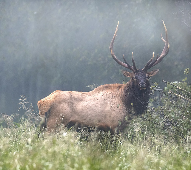 An Arkansas bull elk out in early morning fog