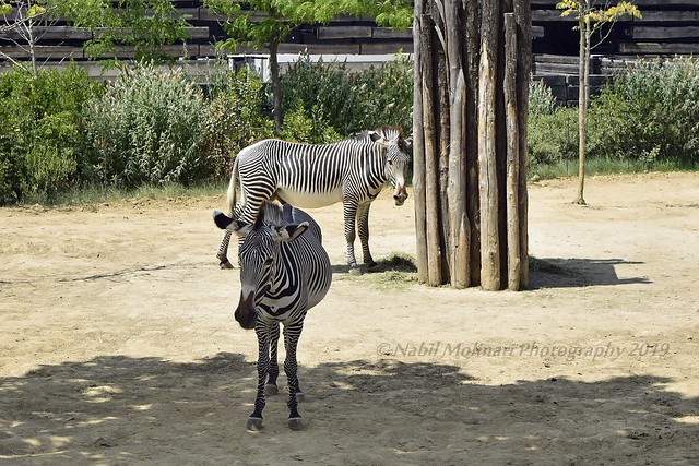 Zoo : Zebra