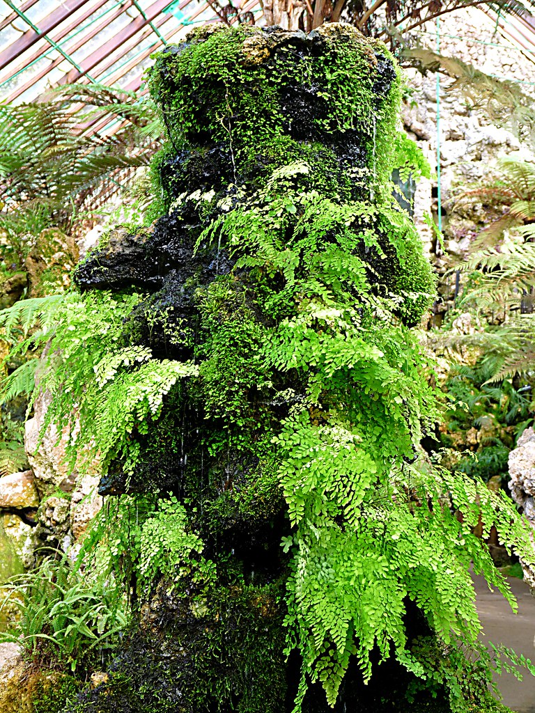 Fernery | Wonderful Victorian fernery in Southport Botanic G… | Flickr
