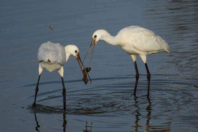 Think I'll have that!! ( Whatever it is ) Spoonbills. Abberton reservoir.