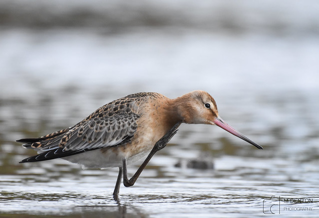 Black Tailed Godwit scratching an itch