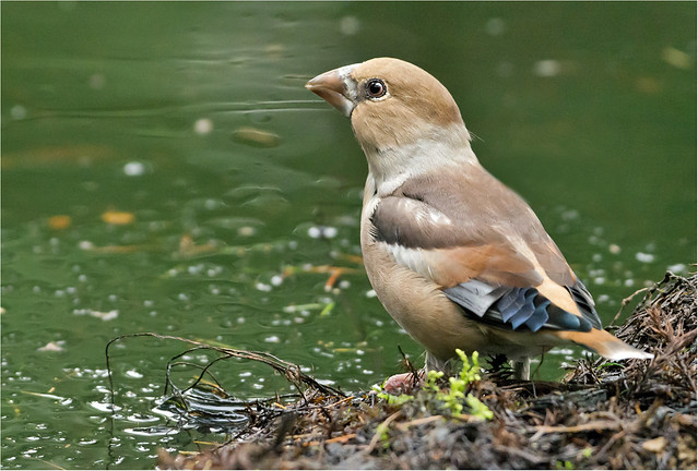 Appelvink - Coccothraustes coccothraustes