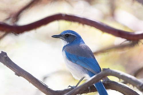 California Scrub-Jay