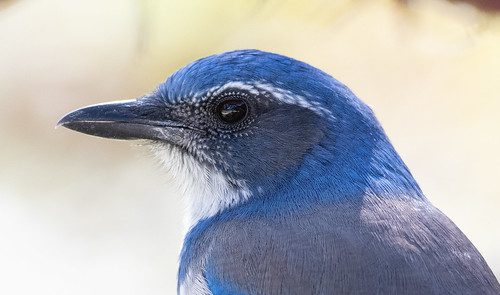 California Scrub-Jay