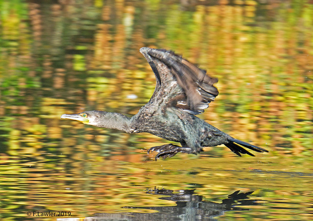 Cormorant leaves the Autumn pond. R402.171.A4.