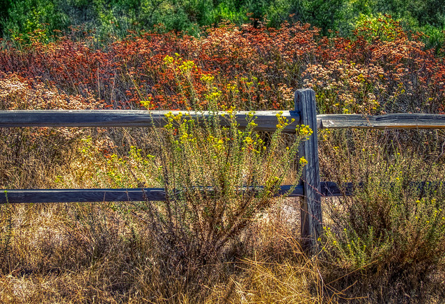 San Diego Autumn (#1) Wooden fence