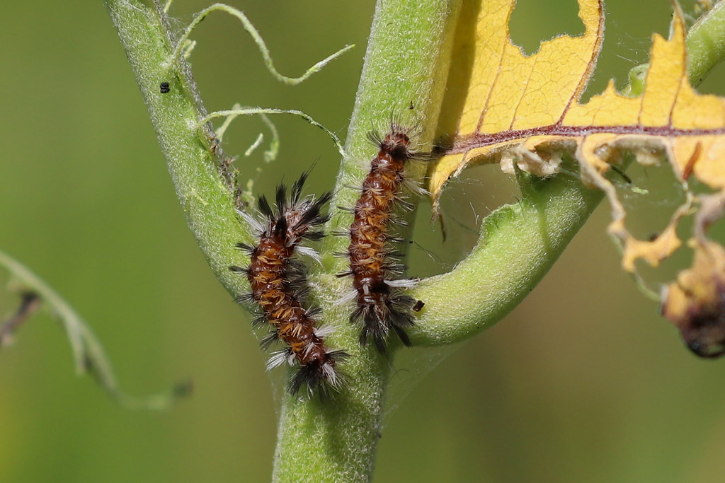 Tiger moth caterpillar close up2