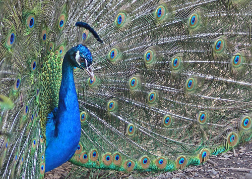bird peacock feathers eyes colourful colorful blue green gold show outdoors outside nature childers queensland australia birdpark spring proud