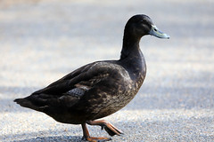 Pacific black duck x Mallard