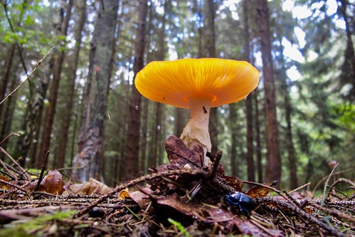 mushroom champignon