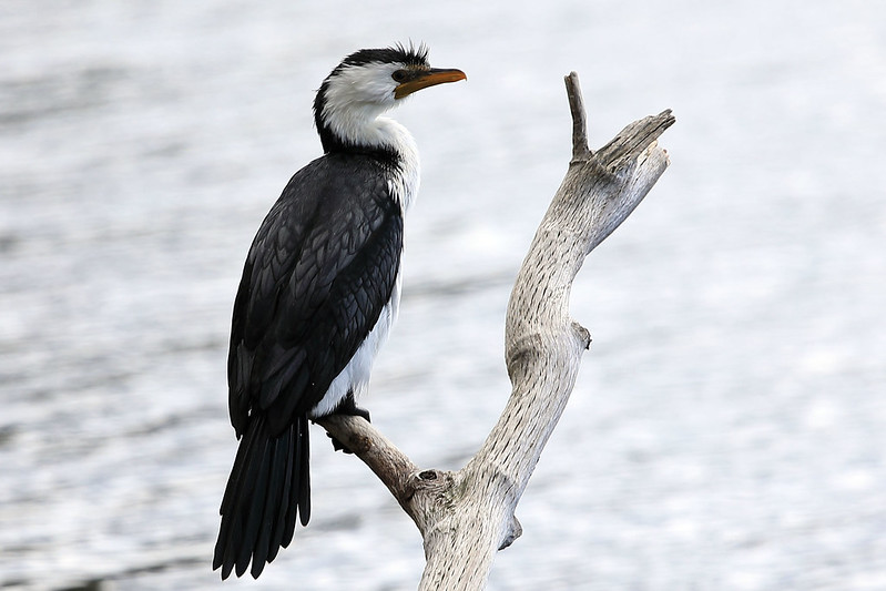 Little pied cormorant