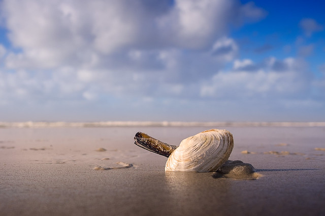 the shells