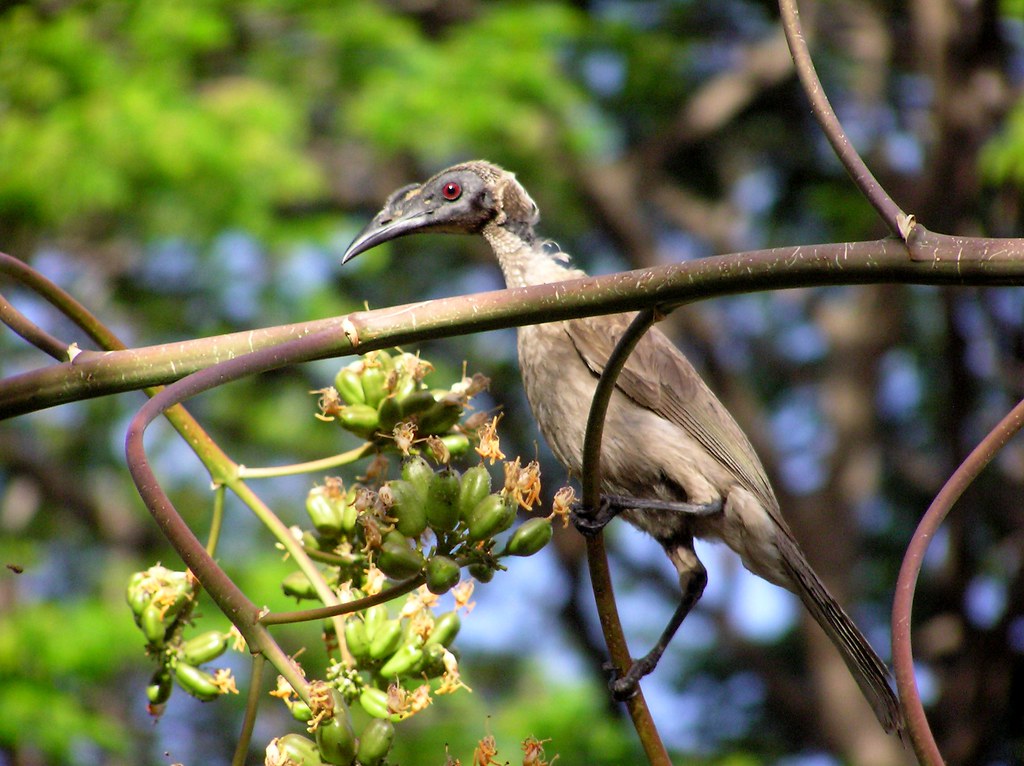 136 - noisy friar bird - | OLYMPUS DIGITAL CAMERA | Flickr