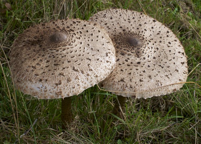 Two Parasol mushrooms side by side