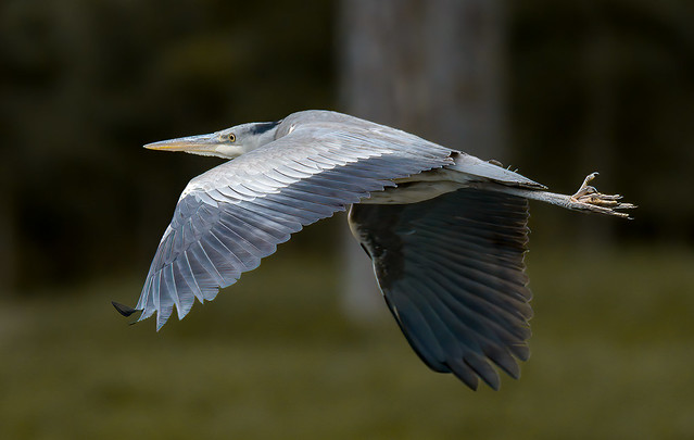 a Heron in flight